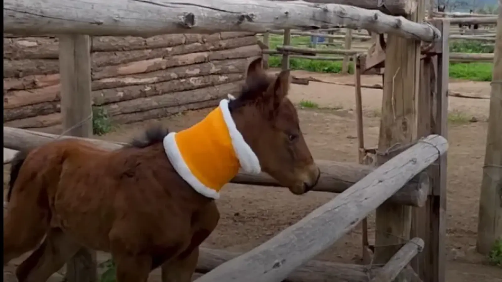 Cercetătorii care au clonat un cal cred că clonarea oamenilor devine posibilă
