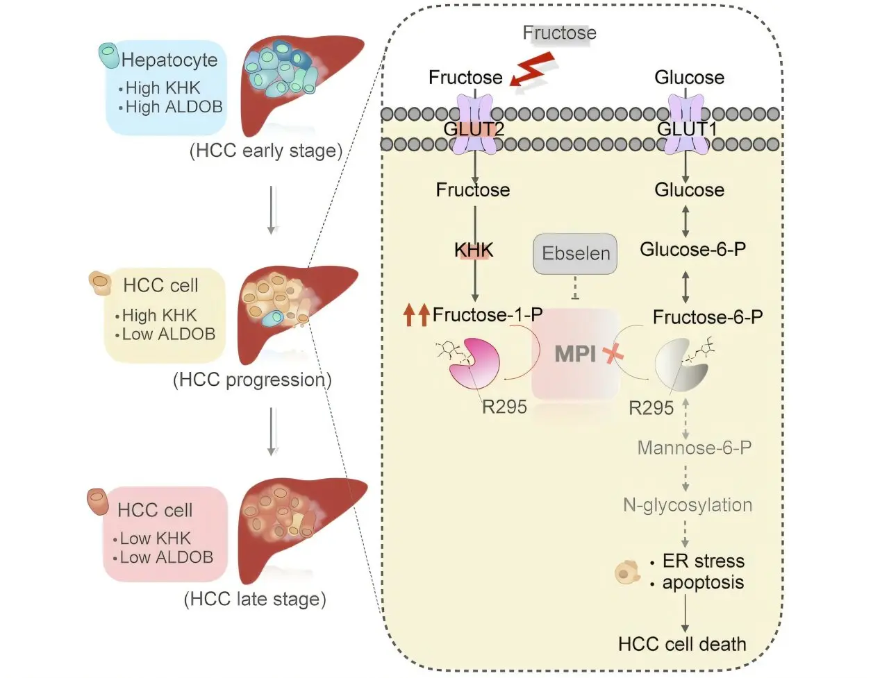 Fructoza, inamicul secret al cancerului hepatic: descoperirea care schimbă tot
